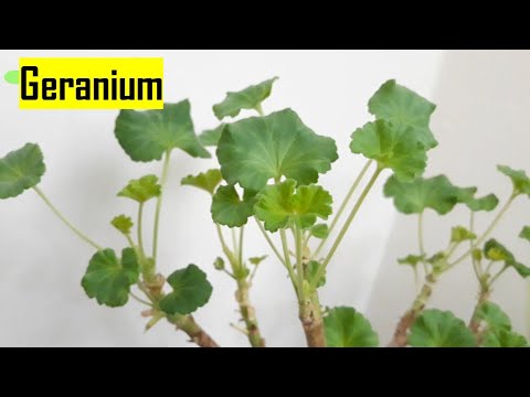 [step#2]How to SAVE frosted  Geranium(100% success)::Pelargonium::서리맞은 대품 제라늄 살렸어요:펠라고니움 살리기