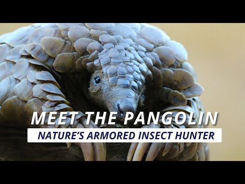 Pangolins: The Most Hunted Animal You've Never Heard Of