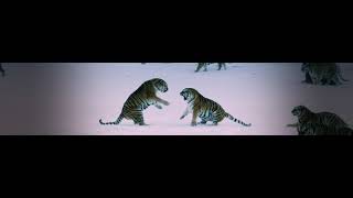 동아시아 호랑이 특별전 울트라 와이드 고화질 상영영상 - 박종우 감독 - 픽프매거진