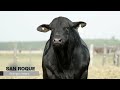 SAN ROQUE BRANGUS NEGRO SEMEX CIAVT