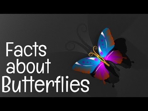 download lagu mp3 mp4 Butterfly Facts For Kids, download lagu Butterfly Facts For Kids gratis, unduh video klip Butterfly Facts For Kids