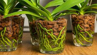 Strangely, growing orchids without watering makes them grow quickly and bloom all year round.