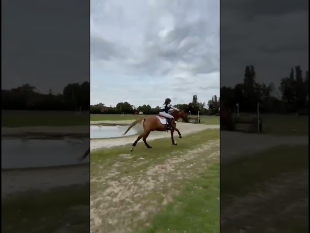 Super petit cheval pour concours loisirs