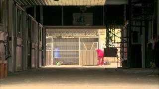 The Dog Who Saved the Holidays - Trailer