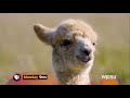 PBS Program Break 2020 WPSU