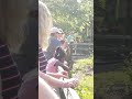 Feeding The Camels At Brookfield Zoo
