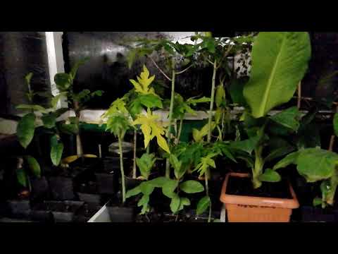 Ep.116 A last-minute episode :) with a few words about bananas.