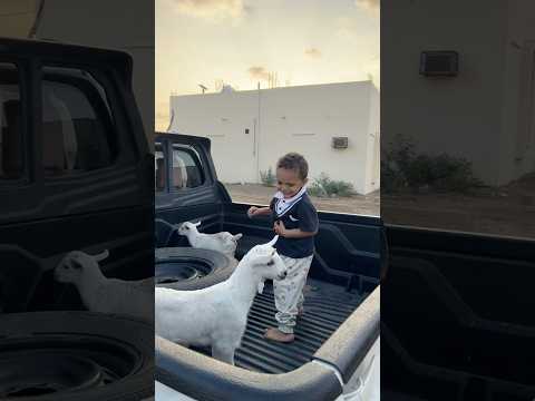 حمودي خايف من الماعز الجديد 🤣🐐🐐 #shorts