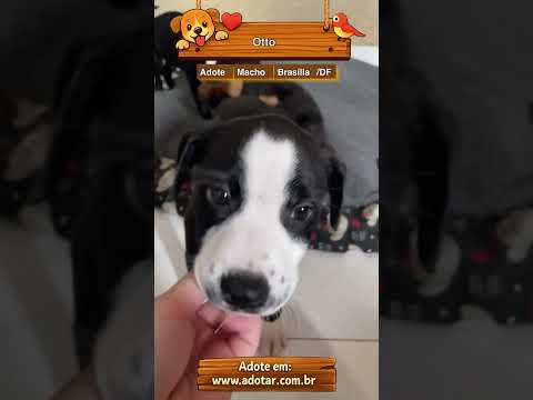 Vídeo de Otto