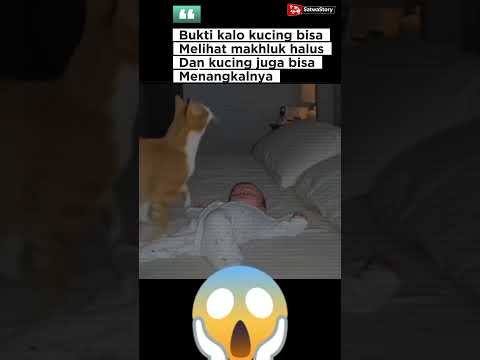 Mitos atau fakta kucing bisa menangkal makhluk halus ? #KucingLucu