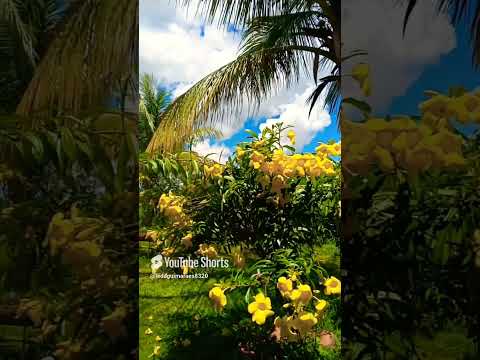 Vídeo: Mensagens Jardim Secreto bom dia: perguntas e respostas