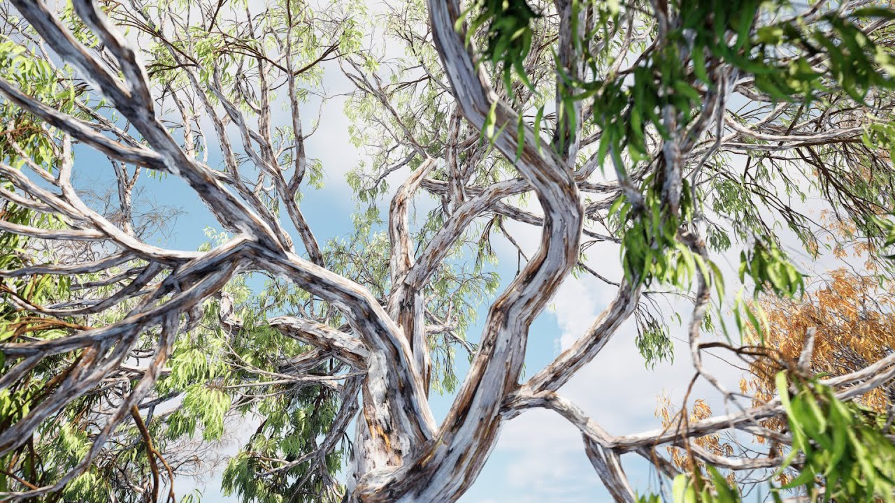 Pack 3D de gommiers avec couleurs de feuilles d'&eacute;t&eacute;, d'automne et d'hiver Modèle 3D