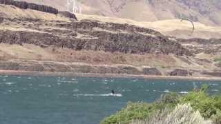 preview picture of video 'Kite Boarding/Wind Surfing the Columbia River Gorge @ Rufus, Oregon'
