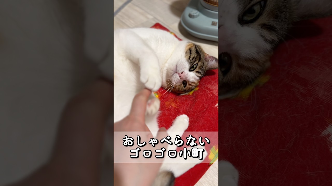 おしゃべらない時もある、ゴロゴロ小町😽