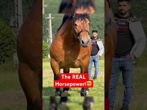 How Much Horsepower Does a Real Horse Have?