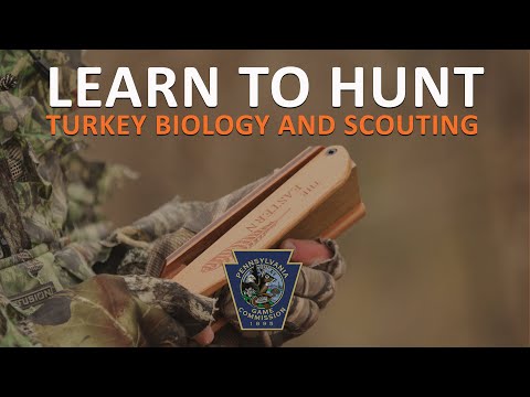 Learn to Hunt: Turkey Biology and Scouting