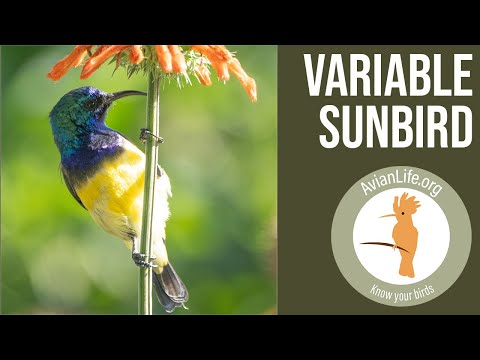 Nektárovka ozdobná (Cinnyris venustus) — spev a hlas v prírode