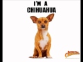 chihuahua song! 