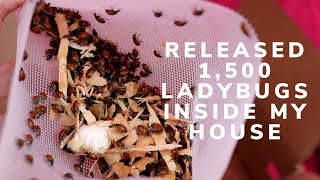 (Part 1) I Released 1,500 Ladybugs Inside My House - A Battle Against Aphids