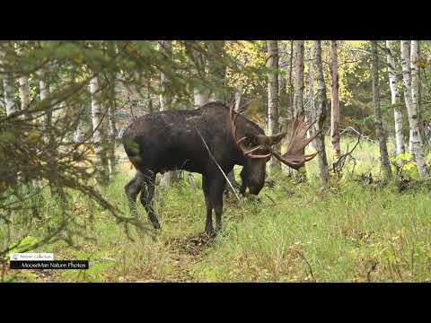 Big Bull Moose Temper Tantrum at His Rut Pit #moose #wildlife
