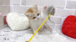 スコティッシュフォールドの動画01