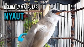 Download lagu trucukan gacor TARUNG ROPEL PANJANG pancingan trucukan agar bunyi jadikan burung trucuk gacor NYAUT mp3 Download lagu trucukan gacor TARUNG ROPEL PANJANG pancingan trucukan agar bunyi jadikan burung trucuk gacor NYAUT mp3