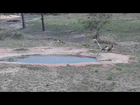 Djuma: Monitor Lizard being watched by Lapwing, Egyptian Geese and Grey Heron - 08:52 -  11/01/21