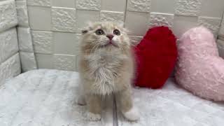 スコティッシュフォールドの動画01