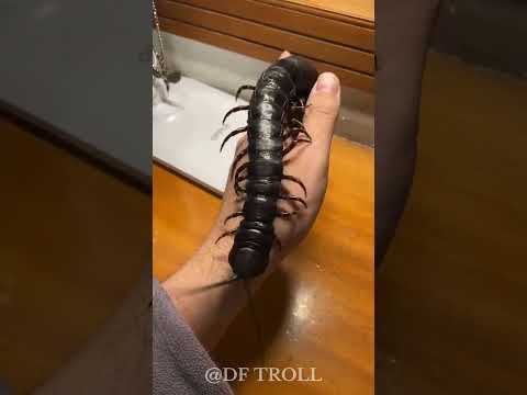 Nature's Amazing Animal Metamorphosis!