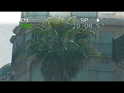 Paradise of Yesterday - Palms