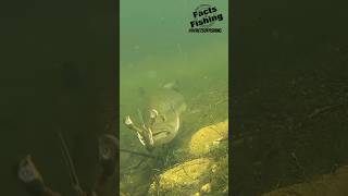 Bass Eats a Berkley Clatter Craw!!! #shorts