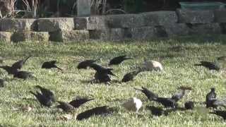 big flock of mixed birds doves pigeons red winged blackbirds finch sparrow bird watcher