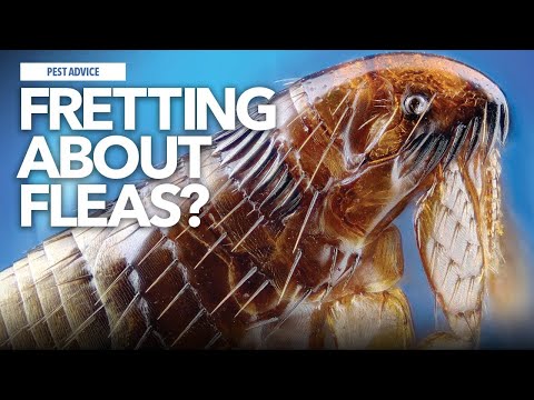 A-Z of Pests: Pest Advice for controlling Fleas