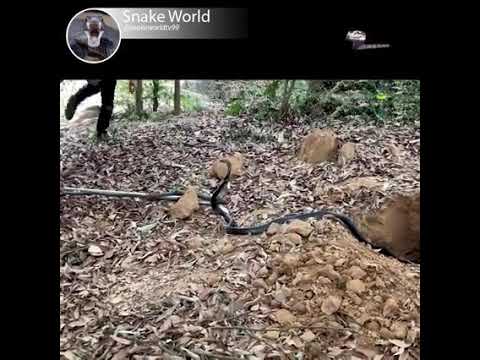 Fang Königskobra im Garten hinter dem Haus !!! 🐍😱😱