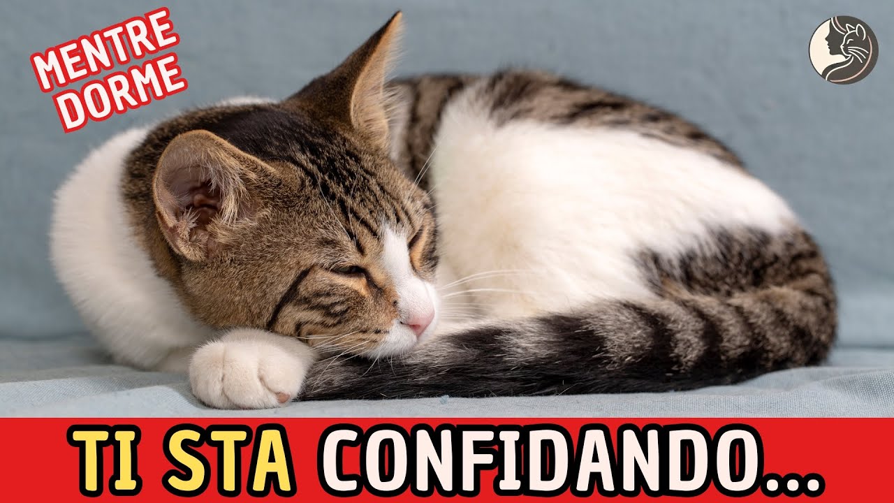 Il Tuo Gatto Dorme in Questa Posizione? Ecco Cosa Significa!