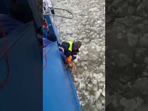 Подпишитесь добрые люди ❤️🙌 #животные #котик #кош#животные