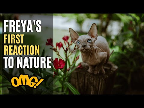 Sphynx Cat First Reaction To Nature Sphynx Freya