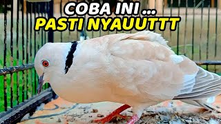 Download lagu 3 DETIK NYAUT !!! SUARA PANCINGAN BURUNG PUTER PELUNG GACOR COCOK UNTUK MASTERAN PUTER MUDA, BAHAN mp3 Download lagu 3 DETIK NYAUT !!! SUARA PANCINGAN BURUNG PUTER PELUNG GACOR COCOK UNTUK MASTERAN PUTER MUDA, BAHAN mp3
