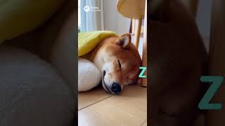 柴犬ねむねむ〜