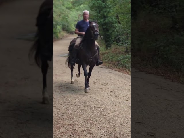 Cheval espagnol de randonn&eacute;e
