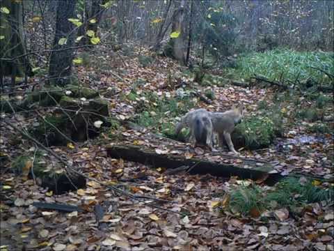 Obserwator 23: "Wilczki" / Young wolves