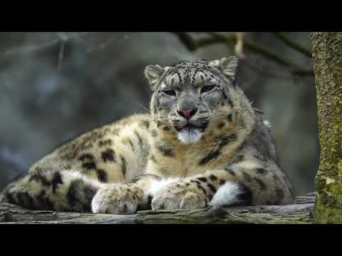 528Hz Healing Music to Calm Your Cat - Stress Relief, Relaxation