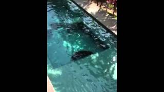 preview picture of video 'Swimming Pool Post Earthquake (7.6 Costa Rica 09-05-2012)'