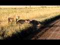 Amazing Lion Kill On Wildebeest