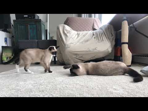 Siamese cross siblings 5 months and 10 months cannot stop playing