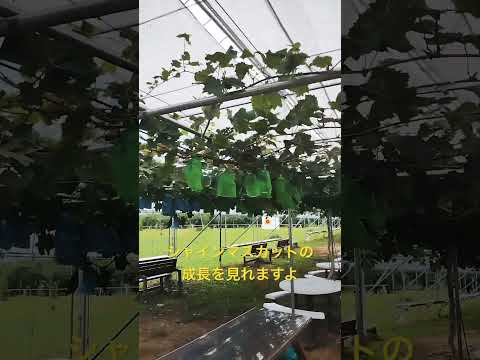 園芸 まさにオリジナルの果樹「メイベリー」