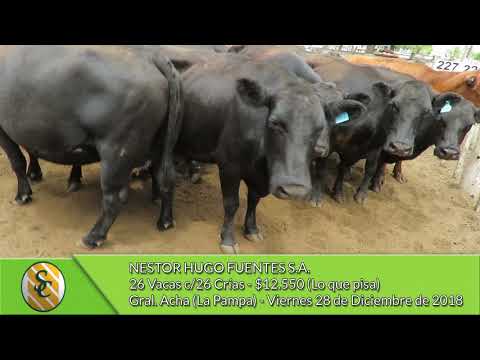 28-12-18 - Venta de Vientres - Nestor Hugo Fuentes S.A. - Gral.  Acha