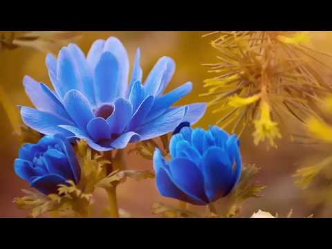 Cornelia Andreika - Mama