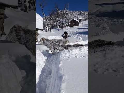 Cows struggle through deep snow in Azdavay, Kastamonu, Turkey