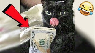 СМЕШНЫЕ ЖИВОТНЫЕ 2019 / ПРИКОЛЫ КОТЫ СОБАКИ, ЛУЧШИЕ ПРИКОЛЫ с Кошками и Собаками Funny Cats